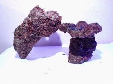 画像1: No.13 ライブロック　二個セット　海藻など付き　約1.8ｋｇ (1)