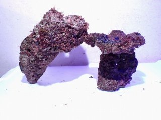 天然ライブロック　10〜11kg ライブロック - AQUASTYLE YOU（アクアスタイルユー）