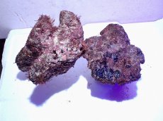 画像2: No.13 ライブロック　二個セット　海藻など付き　約1.8ｋｇ (2)