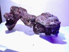 画像1: No.14 ライブロック　二個セット　海藻など付き　約2ｋｇ (1)