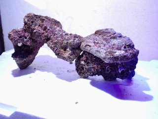 ライブロック - AQUASTYLE YOU（アクアスタイルユー）