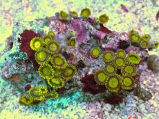 画像1: No.1 フィジー産 マメスナギンチャク ゴールドラッシュ (1)