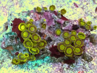 マメスナを買うならアクアスタイルユー｜大阪からサンゴを全国に販売し