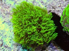 画像1: No.1 スターポリプ　フルメタリックグリーン (1)