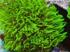 画像2: No.1 スターポリプ　フルメタリックグリーン (2)