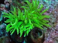 画像1: No.1 トランペットコーラル　カット個体 (1)