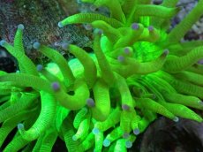 画像2: No.1 トランペットコーラル　カット個体 (2)