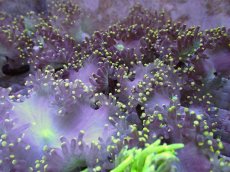 画像1: No.2 トランペットコーラル イエローチップ １個体 (1)