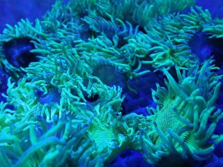 No.2 トランペットコーラル イエローチップ 1個体を買うならアクア