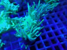 画像2: No.3 トランペットコーラル ブルーチップ １個体 (2)