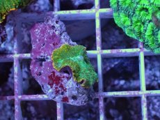 画像1: No.1 ディスクコーラル ツートン (1)