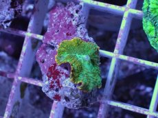 画像2: No.1 ディスクコーラル ツートン (2)