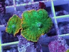 画像1: No.2 ディスクコーラル ツートン (1)