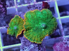 画像2: No.2 ディスクコーラル ツートン (2)