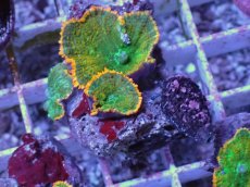 画像1: No.3 ディスクコーラル ツートン (1)