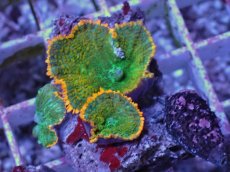 画像2: No.3 ディスクコーラル ツートン (2)