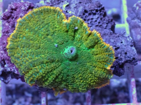 マメスナギンチャク ボタンポリプ ディスクコーラル 4セット