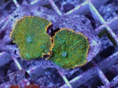 画像1: No.5 ディスクコーラル ツートン (1)