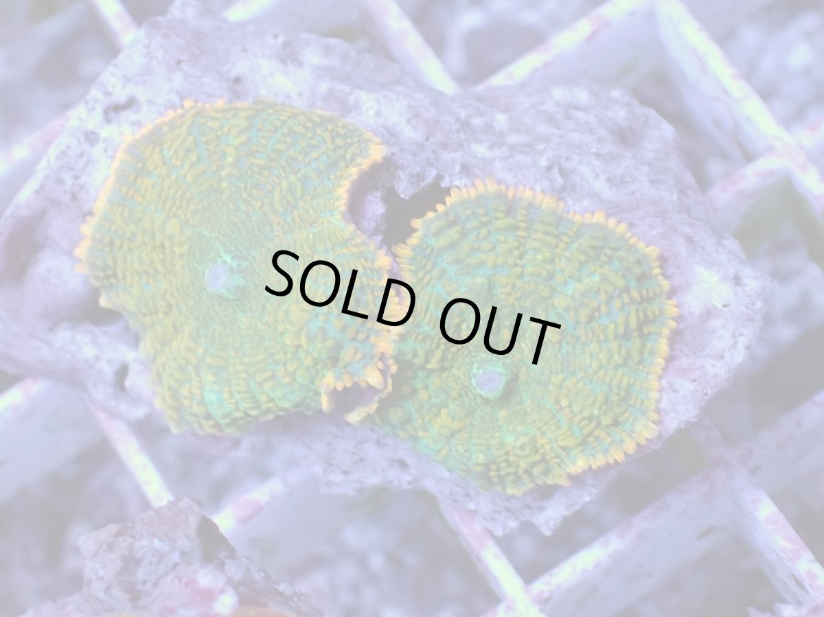 画像2: No.5 ディスクコーラル ツートン (2)