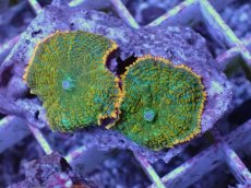 画像2: No.5 ディスクコーラル ツートン (2)