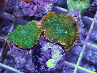 ディスクコーラルを買うならアクアスタイルユー|大阪からサンゴを全国 ディスクコーラルを買うならアクアスタイルユー|大阪からサンゴを全国