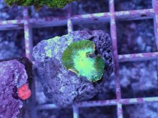 画像1: No.7 ディスクコーラル ツートン (1)