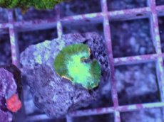 画像2: No.7 ディスクコーラル ツートン (2)