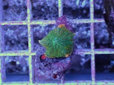 画像1: No.8 ディスクコーラル ツートン (1)