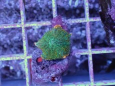 画像2: No.8 ディスクコーラル ツートン (2)