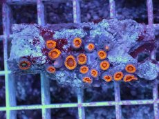 画像1: No.6 フィジー産 マメスナギンチャク レッド (1)