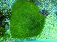 画像1: No.1 マユハキモ　クダサンゴ付き (1)