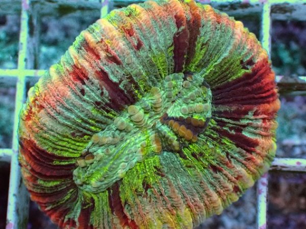 No.27 オオバナサンゴ マルチカラーを買うならアクアスタイルユー 大阪