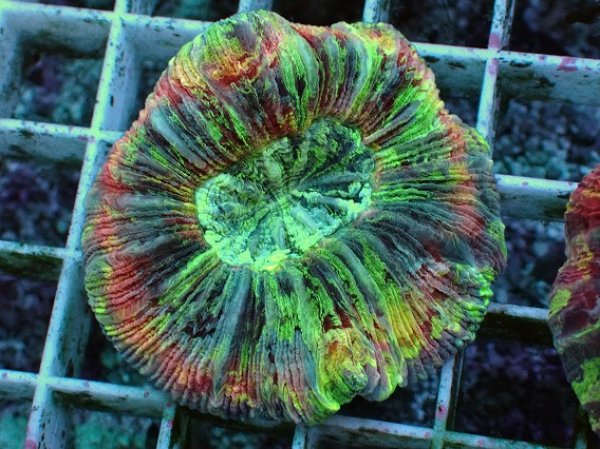 No.28 オオバナサンゴ マルチカラーを買うならアクアスタイルユー 大阪