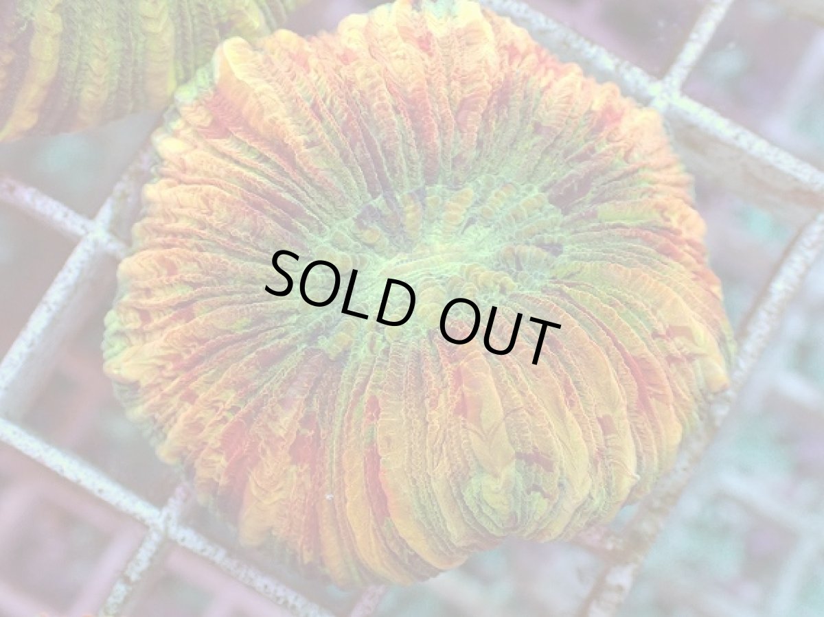 画像2: No.34 オオバナサンゴ マルチカラー (2)