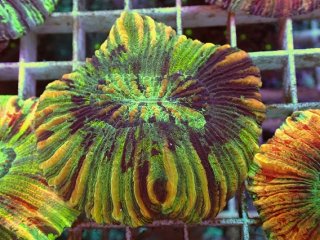 No.81 オオバナサンゴ マルチカラーを買うならアクアスタイルユー 大阪