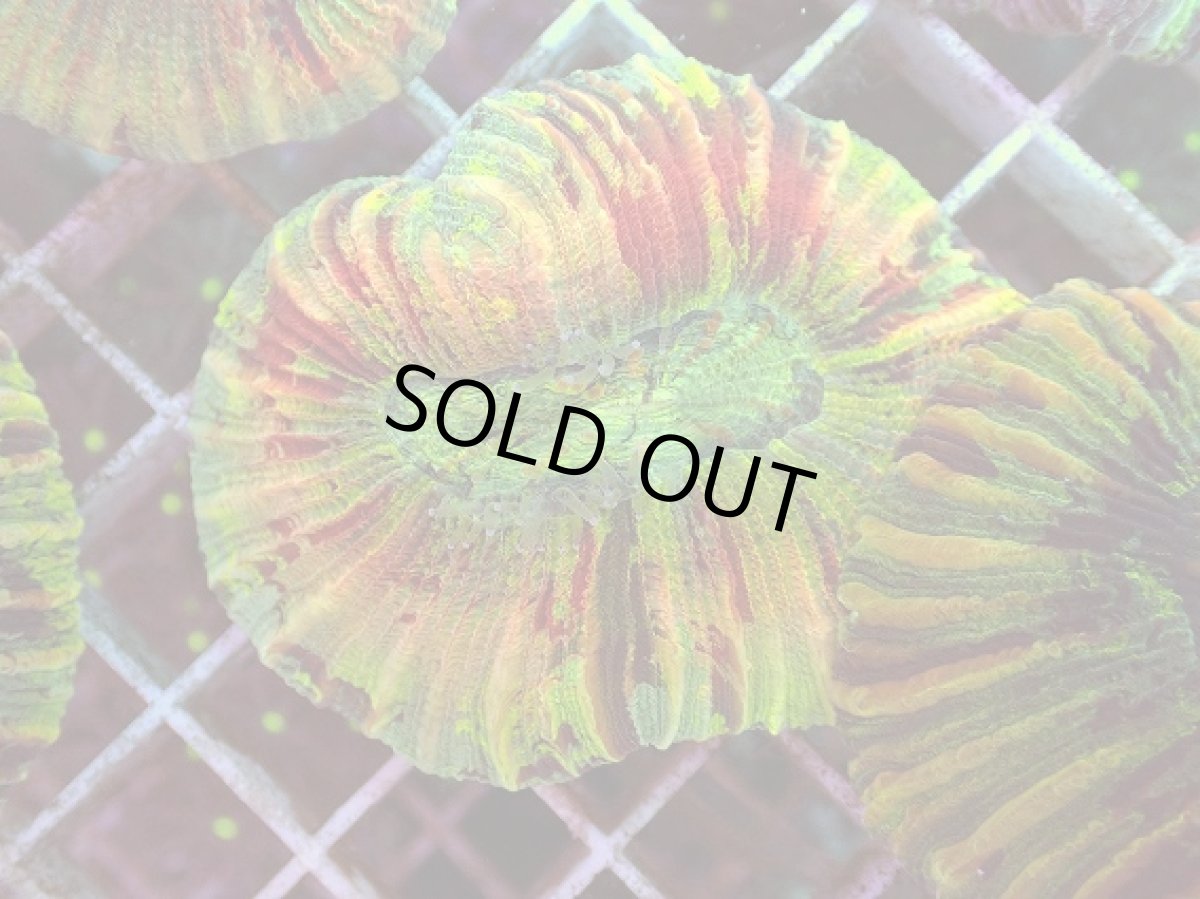 画像1: No.36 オオバナサンゴ マルチカラー (1)