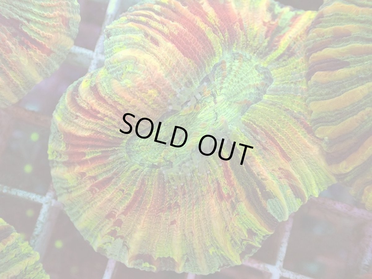 画像2: No.36 オオバナサンゴ マルチカラー (2)