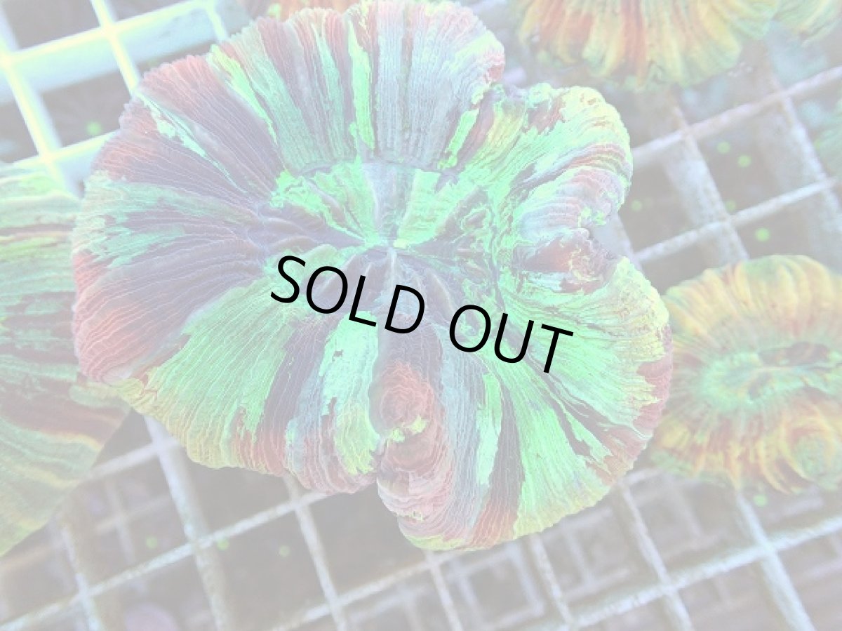 画像1: No.44 オオバナサンゴ マルチカラー (1)