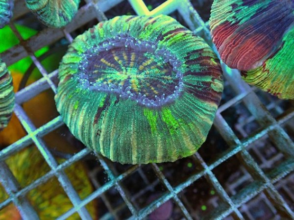 No.46 オオバナサンゴ マルチカラーを買うならアクアスタイルユー 大阪