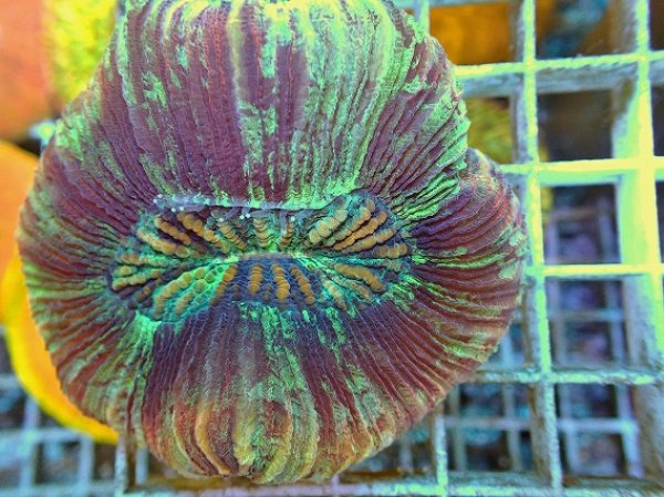 No.47 オオバナサンゴ マルチカラーを買うならアクアスタイルユー 大阪