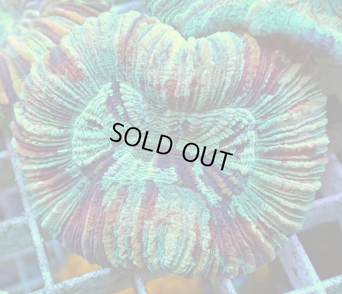 画像1: No.48 オオバナサンゴ マルチカラー (1)