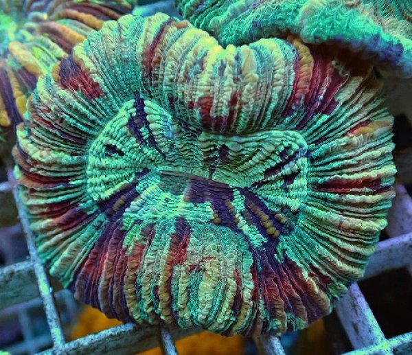 No.48 オオバナサンゴ マルチカラーを買うならアクアスタイルユー 大阪