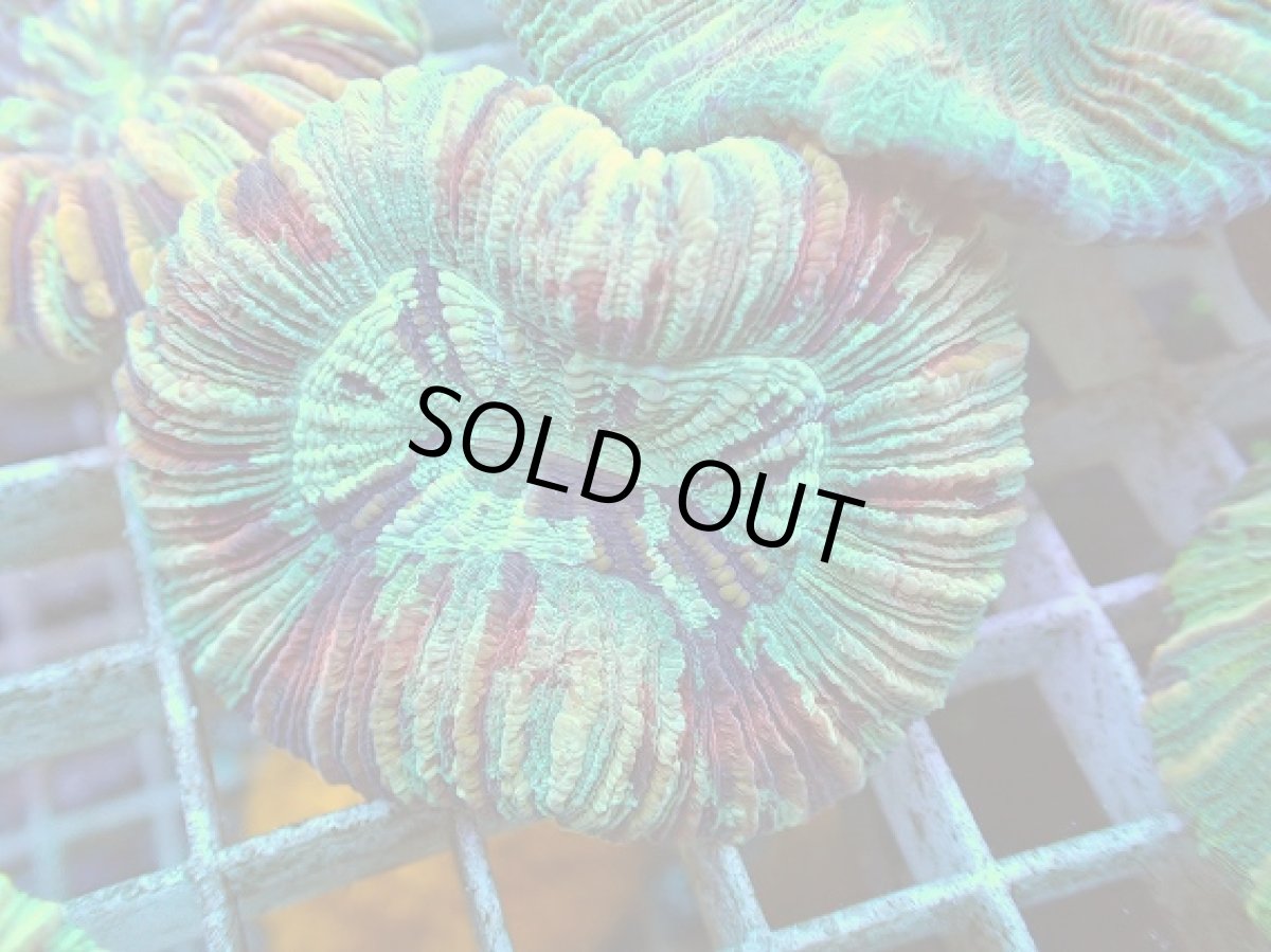 画像2: No.48 オオバナサンゴ マルチカラー (2)