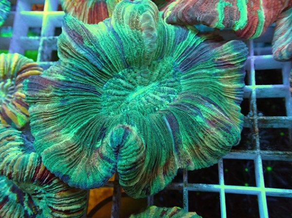 No.50 オオバナサンゴ マルチカラーを買うならアクアスタイルユー 大阪