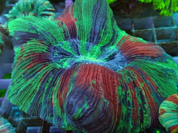 No.63 オオバナサンゴ マルチカラーを買うならアクアスタイルユー 大阪