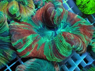 ライブロック ミックスザイズ を買うならアクアスタイルユー 海水魚