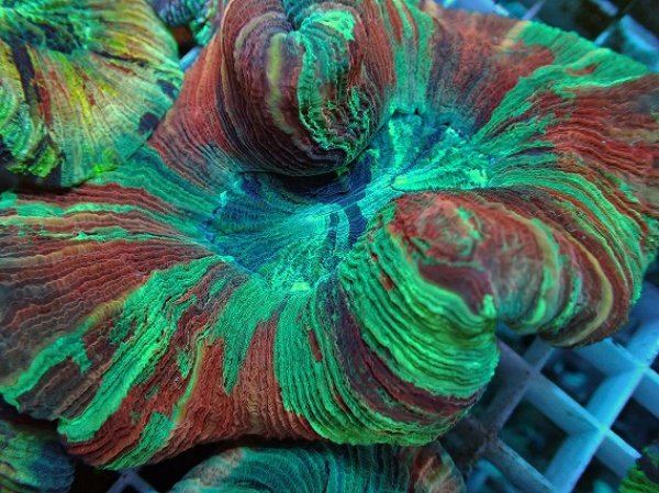 No.64 オオバナサンゴ マルチカラーを買うならアクアスタイルユー 大阪