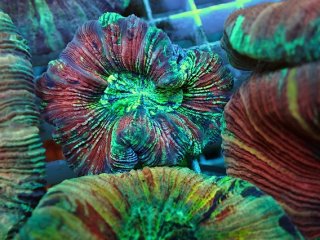 サンゴ育成LED照明 SPECTRA スペクトラ SP200 - AQUASTYLE YOU（アクア