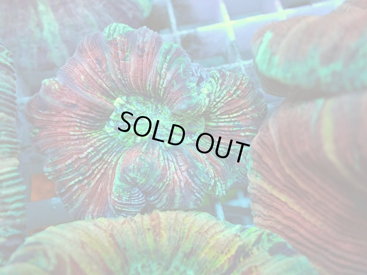 画像2: No.66 オオバナサンゴ マルチカラー (2)