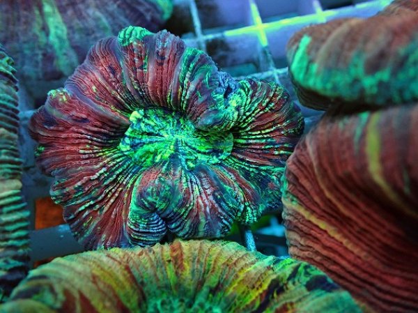 No.66 オオバナサンゴ マルチカラーを買うならアクアスタイルユー 大阪